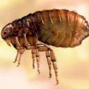 Крысиная блоха