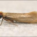 Платяная моль