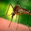Малярийный комар