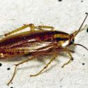 Рыжий таракан