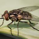 Комнатная муха