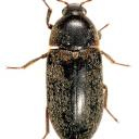 Пятнистый кожеед