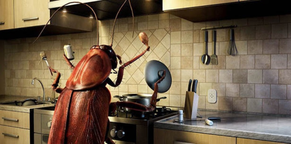 Не позволяйте насекомым хозяйничать в вашем доме